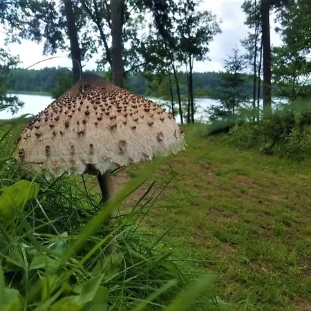 بيت للعطل Jw Mazury Wakacyjne Nad Jeziorem-dom Czapla *